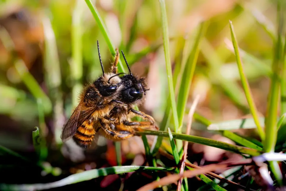Honey Bee — Nature Honey Bee — Nature